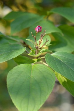 Harlequin glorybower meyvesi - Latince adı - Clerodendrum trichotomum