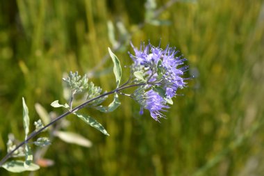 Mavi Sakal Mavi - Latince adı Caryopteris x clandonensis Heavenly Blue