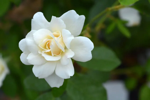 Beyaz Buzdağı Gülü Latince Adı Rosa Korbin — Stok fotoğraf