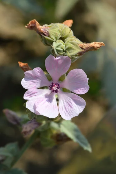 Malva Palude Comune Nome Latino Althaea Officinalis — Foto Stock