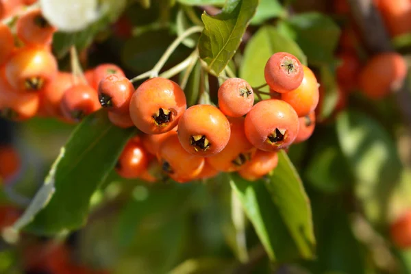 Feuerdorn Orange Charmer Lateinischer Name Pyracantha Orange Charmer — Stockfoto