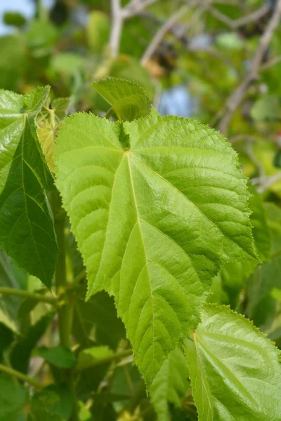 Whau Leaves 라틴어 Entelea Arborescens — 스톡 사진