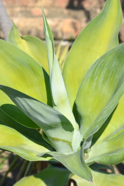 Leeuwen Staart Agave Latijnse Naam Agave Attenuata — Stockfoto