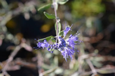 Mavi Sakal Mavi - Latince adı Caryopteris x clandonensis Heavenly Blue