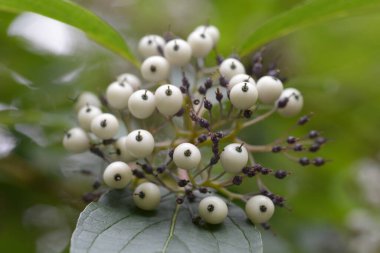 Kırmızı çalı üzümü - Latince adı Cornus sericea F. baileyi