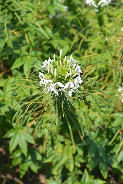 Белый Цветок Паука Латинское Название Cleome Hassleriana Клеоме Спиннер — стоковое фото