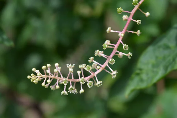 Amerikan Pokeweed Latince Adı Phytolacca Americana — Stok fotoğraf