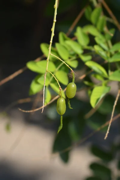 Plakání Japonského Pagody Stromu Ovoce Latinské Jméno Sophora Japonica Pendula — Stock fotografie