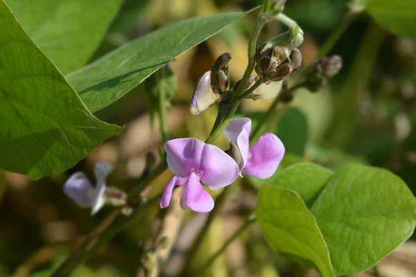 Flores Frijol Jacinto Nombre Latino Lablab Purpureus — Foto de Stock