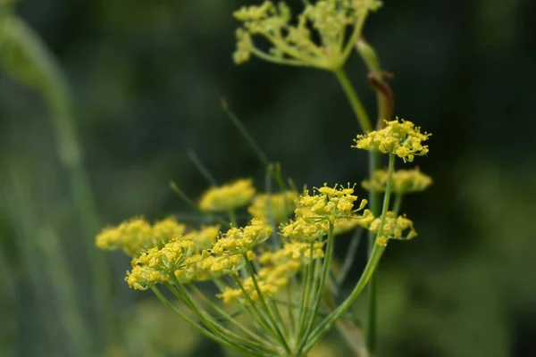 Common fennel flowers - Latin name - Foeniculum vulgare