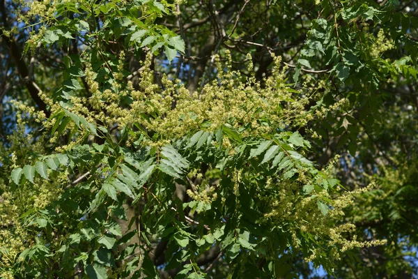 Albero Del Cielo Nome Latino Ailanthus Altissima — Foto Stock