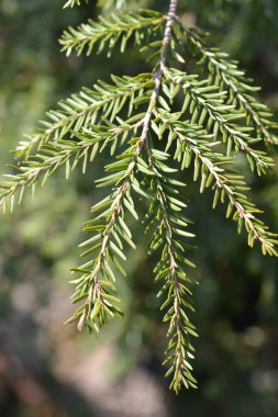 Doğu baldıran otu dalı - Latince adı - Tsuga canadensis
