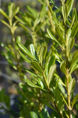 Sahte Portakal yaprakları - Latince adı - Pittosporum tobira