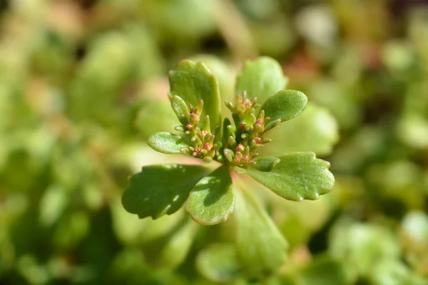 Aizoon Stonecrop Łacińska Nazwa Sedum Aizoon Phedimus Aizoon — Zdjęcie stockowe