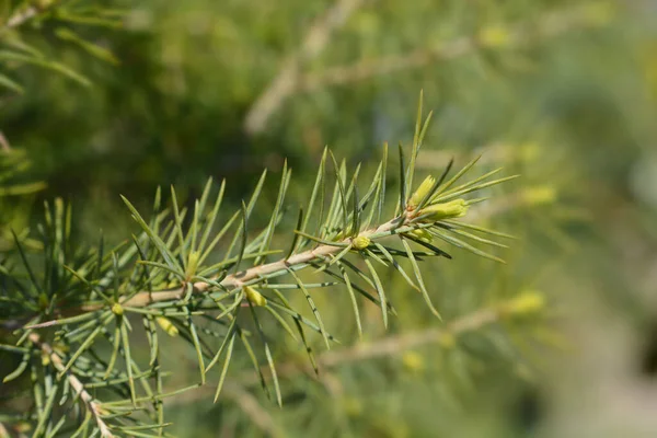 Deodar Cedar Латинська Назва Cedrus Deodara — стокове фото