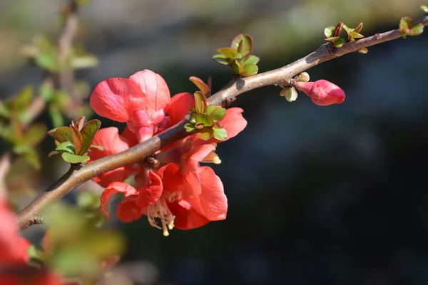 Red Trail Flowering Quince Latinskt Namn Chaenomeles Superba Red Trail — Stockfoto