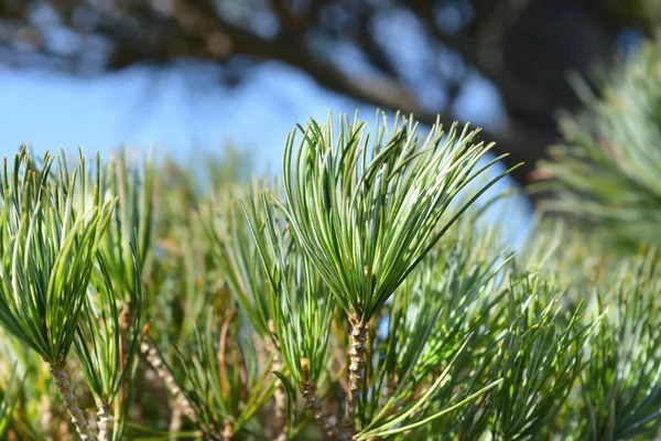 Agujas Azules Japanise White Pine Nombre Latino Pinus Parviflora Glauca — Foto de Stock
