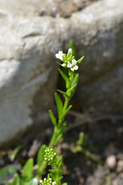 Suendermanns rock cress - Latince adı - Arap x suendermannii
