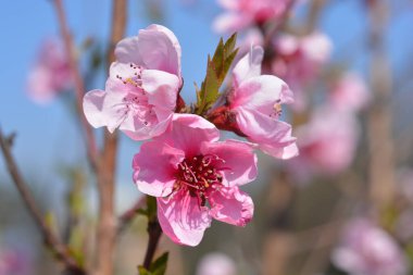 Şeftali ağacı çiçekleri - Latince adı - Prunus persica