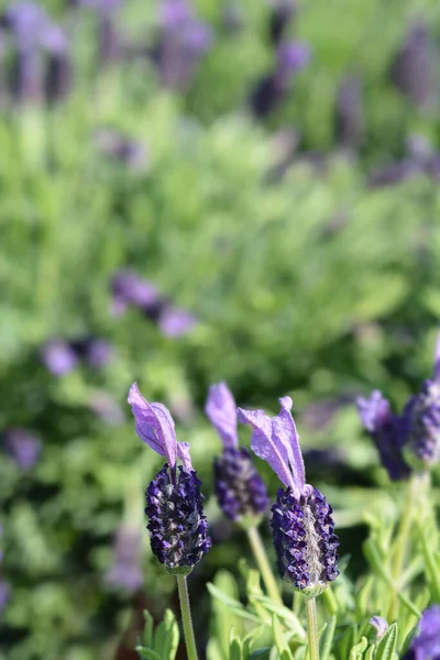 Butterfly Lavender Avenue Bellevue Flowers Latin Name Lavandula Stoechas Avenue — Stock Photo, Image