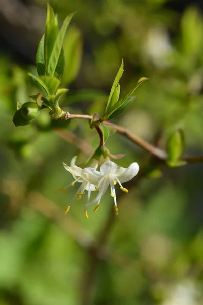 Kwiaty Wiciokrzewu Nazwa Łacińska Lonicera Fragrantissima — Zdjęcie stockowe