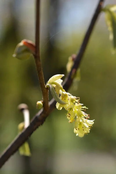 Зимний Орешник Латинское Название Corylopsis Sinensis Var Glandulifera — стоковое фото