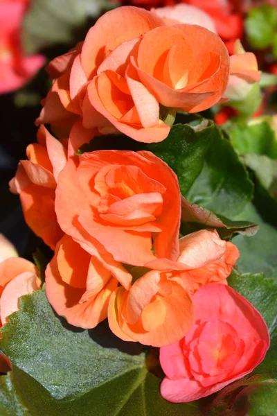 Orange Winter Flowering Begonia Latin Name Begonia Hiemalis Begonia Elatior — Stock Photo, Image