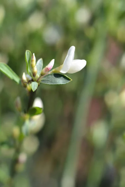 Blomma För Vita Lejon Latinskt Namn Cytisus Vita Lejon — Stockfoto