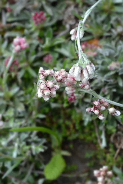 Cipki Liściaste Kwiaty Łacińska Nazwa Antennaria Microphylla — Zdjęcie stockowe