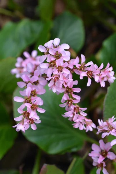 Остриженные Уши Слонов Латинское Название Bergenia Fallata — стоковое фото