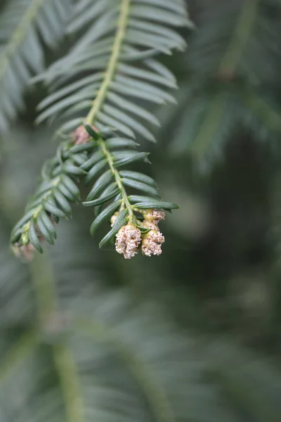 Dwerg Pruimentaxus Latijnse Naam Cephalotaxus Harringtonia Var Nana — Stockfoto