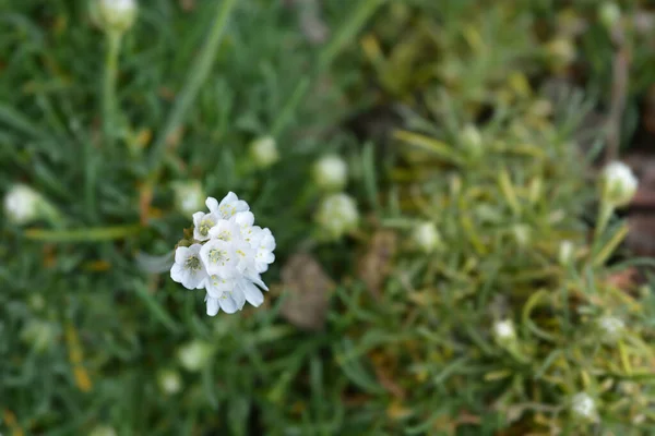 Sea Thrift Alba Nombre Latino Armeria Maritima Alba — Foto de Stock