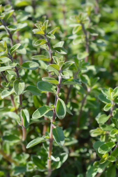 Φύλλα Μαντζουράνα Λατινική Ονομασία Origanum Majorana — Φωτογραφία Αρχείου