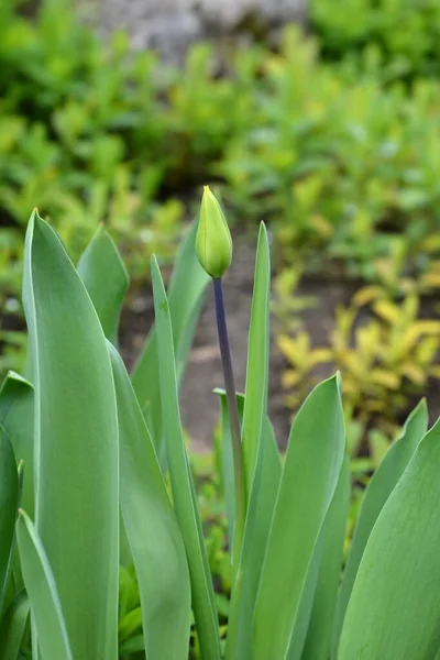 Tulip Candela Flower Bud Латинское Название Tulipa Fosteriana Candela — стоковое фото