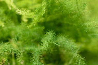 Kuşkonmaz eğreltiotu - Latince adı - kuşkonmaz setaceus