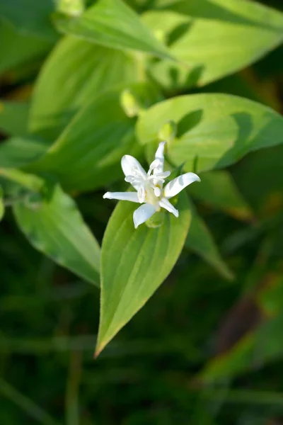 Троїстий Жаб Ячий Лілійний Квітка Латинська Назва Tricyrtis Hirta — стокове фото