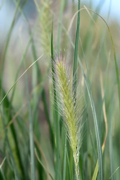 Fountain Grass Hameln Latin Name Cenchrus Alopecuroides Hameln Pennisetum Alopecuroides — Stock Photo, Image