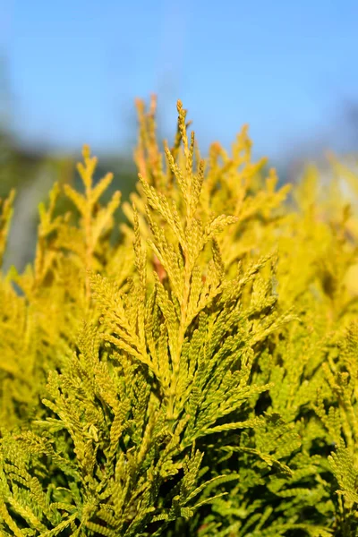 Західний Червоний Кедр 4Коли Небудь Goldy Latin Name Thuja Plicata — стокове фото