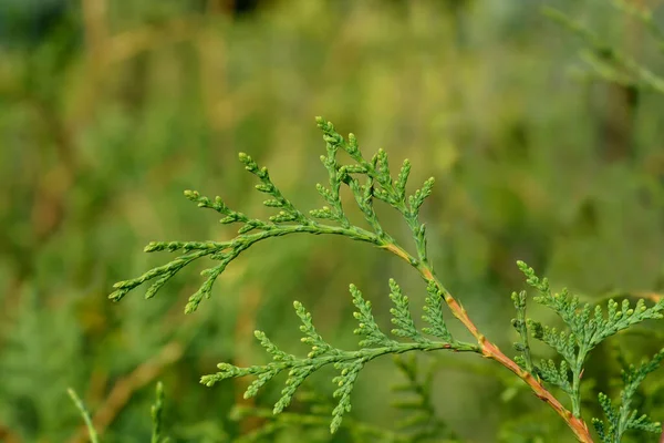 Arborvitae Brabant Branch 라틴어 Thuja Occidentalis Brabant — 스톡 사진