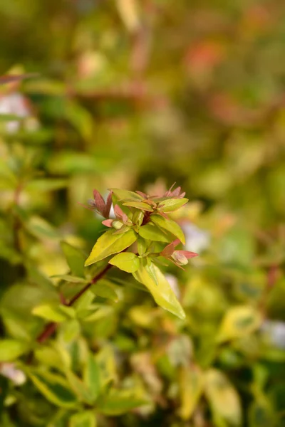 アベリア万華鏡 ラテン語名 アベリア 壮大な植物 万華鏡 — ストック写真