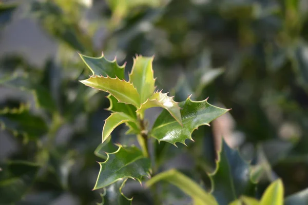 Feuilles Houx Alaska Nom Latin Ilex Aquifolium Alaska — Photo