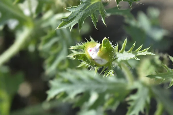 Prickly Poppy Bourgeon Fleur Blanche Nom Latin Argemone Platyceras — Photo