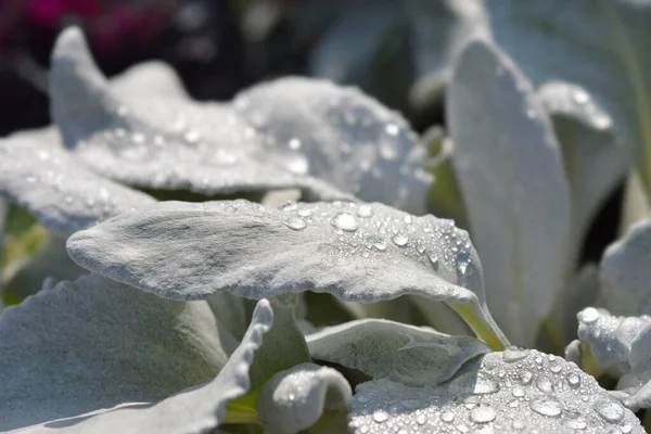 Shining-white ragwort Angel Wings leaves - Latin name - Senecio candidans Angel Wings