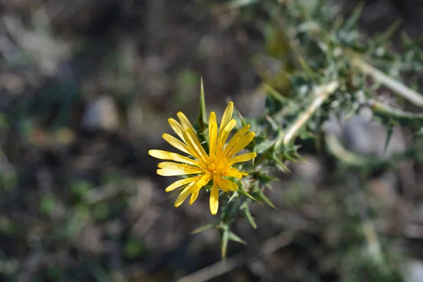 Common Golden Thistle Flower Bud Latin Name Scolymus Hispanicus — Stock Photo, Image