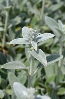 Kuzu kulakları Gümüş Halı Latin adı Stachys Bizans Gümüş Halı