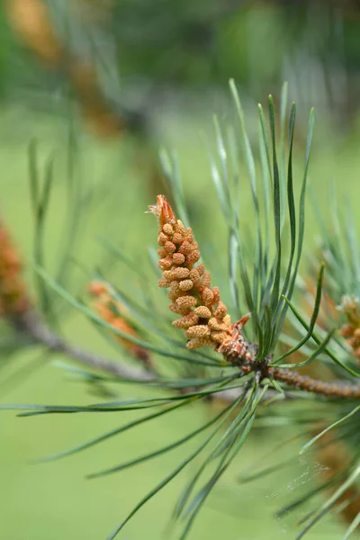 Östra Vit Tall Latinskt Namn Pinus Strobus — Stockfoto