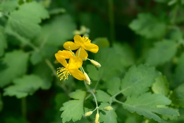 Greater Celandine Latin Name Chelidonium Majus — Stock Photo, Image