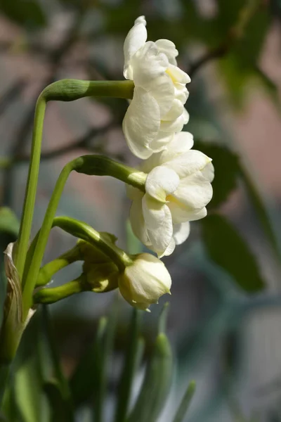 Doppio Narciso Fiori Allegria Nome Latino Narciso Allegria — Foto Stock