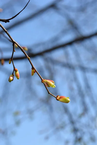 Мала Гілка Вапна Листовими Бруньками Латинська Назва Tilia Cordata — стокове фото