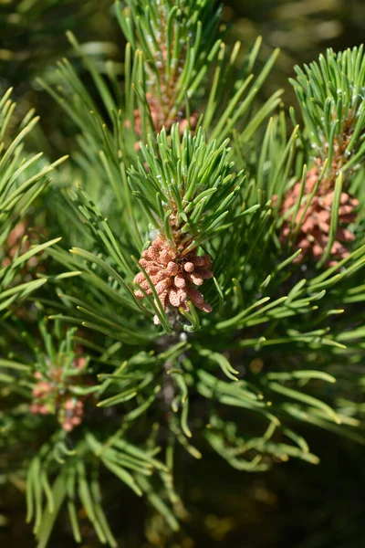 Dwarf Mountain Pine Mughus Латинское Название Pinus Mugo Mughus — стоковое фото